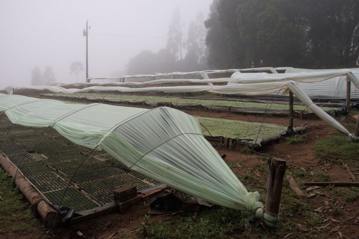 Invernada, a small village in Brazil's Southern Region marked by tobacco family farming. Photo: Raquel Gurgel/CETAB