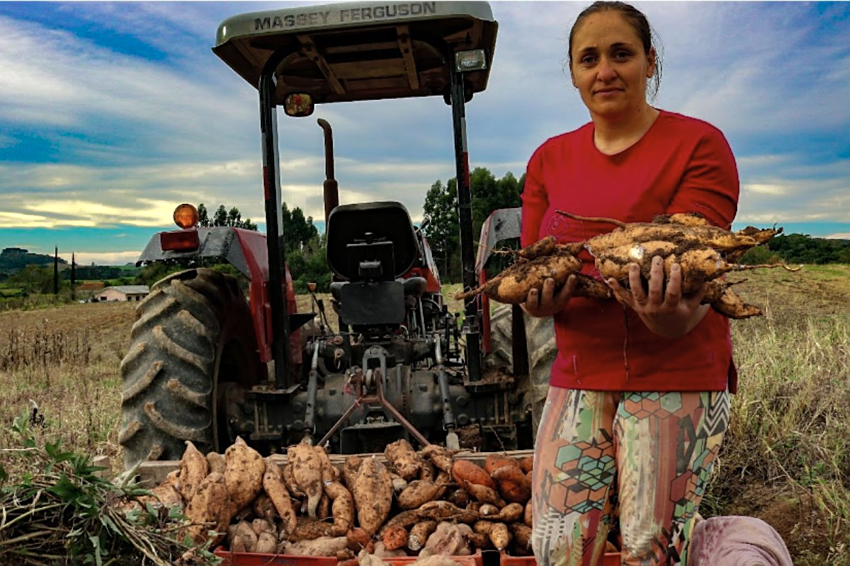 On Sandra Lopes' property, tobacco growing has been replaced by food crops such as arracachas, potatoes, cassava, vegetables, and strawberries. Photo: Giorgia Prates / AS-PTA