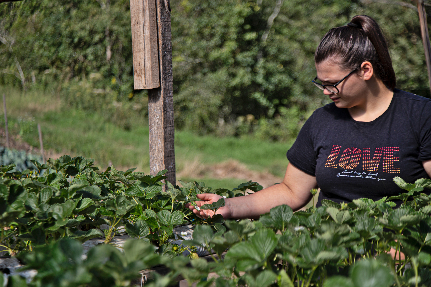 Graziela in the strawberries greenhouse.  Photo by Raquel Torres - CETAB/Fiocruz