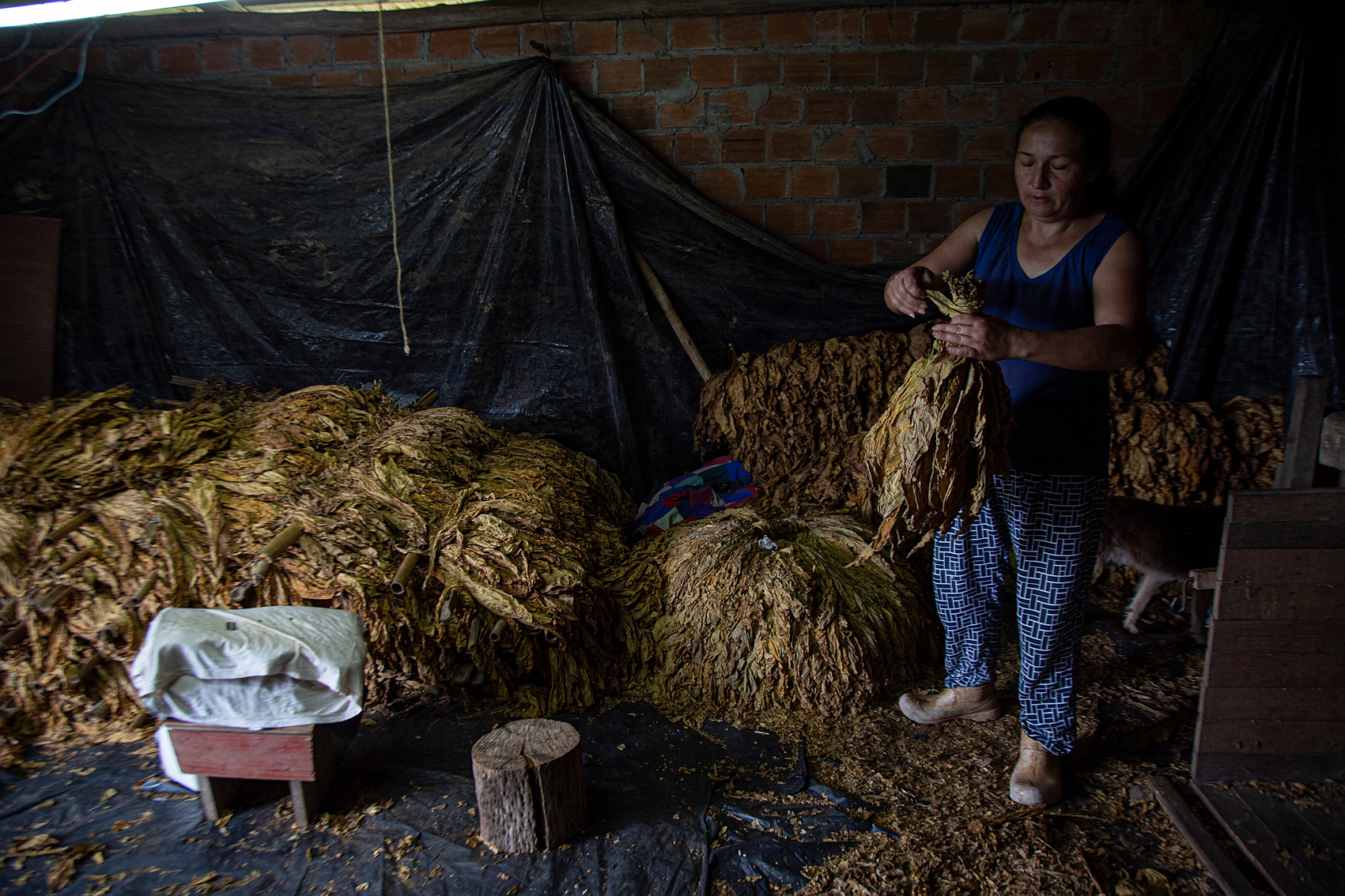 Salete Silva shows the dried tobacco leaves, which will be prepared for sale. Photo by Raquel Torres - CETAB/Fiocruz