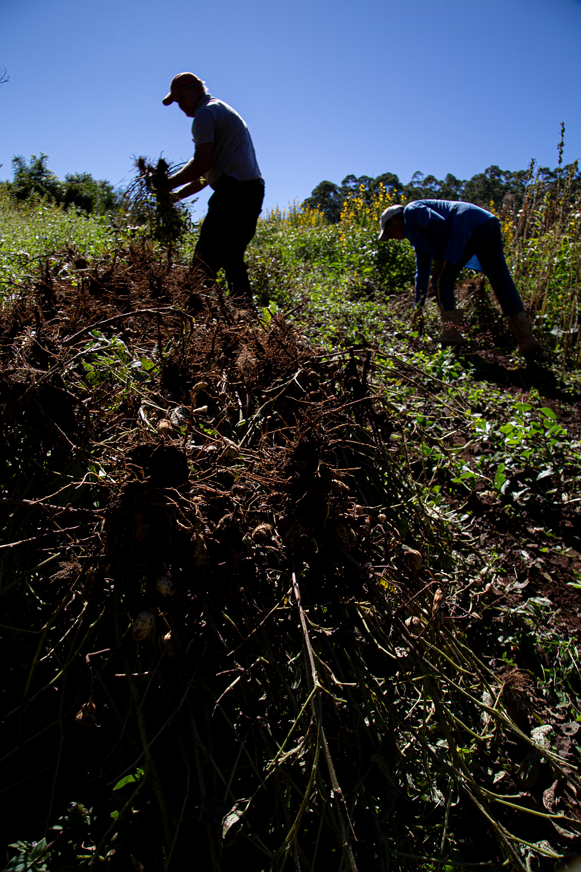 Álvaro and Adriane Luettjohann harvesting peanuts. Photo by Raquel Torres - CETAB/Fiocruz