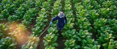 Tobacco cultivation