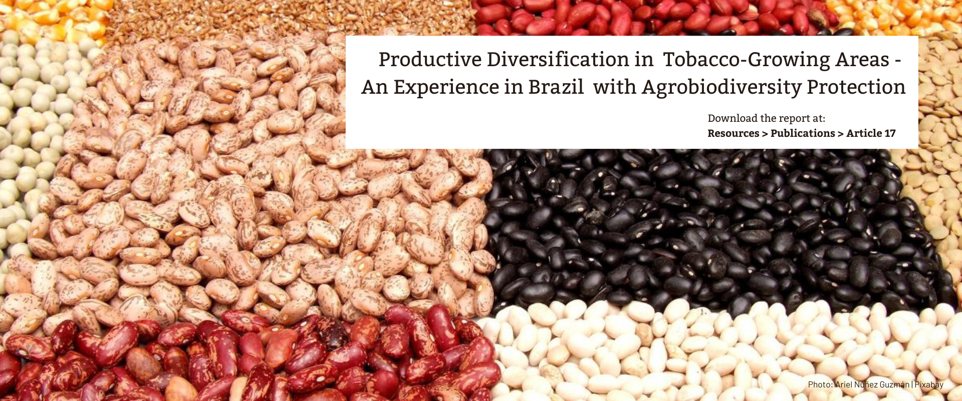 rop Diversification and Agrobiodiversity: Insights from a Brazilian Case Study