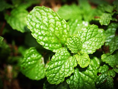 Photo of mint leaves