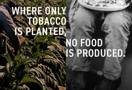 Where only tobacco is planted, no food is produced.