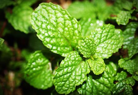 Photo of mint leaves