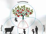 One Health: Basics of multisectoral collaboration at the Human - Animal - Environment interface