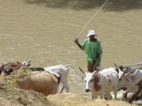 Module from IHR Training Toolkit: IHR implementation at the human-animal-environment interface